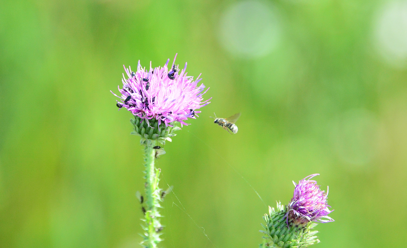 Beporzók napja - egyre több helyen alakítanak ki méhlegelőket Székesfehérváron